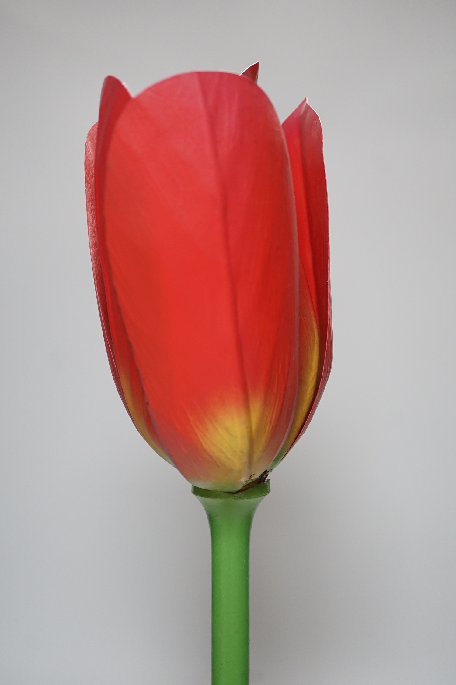 Scientific Brendel model of a tulip, 52cm